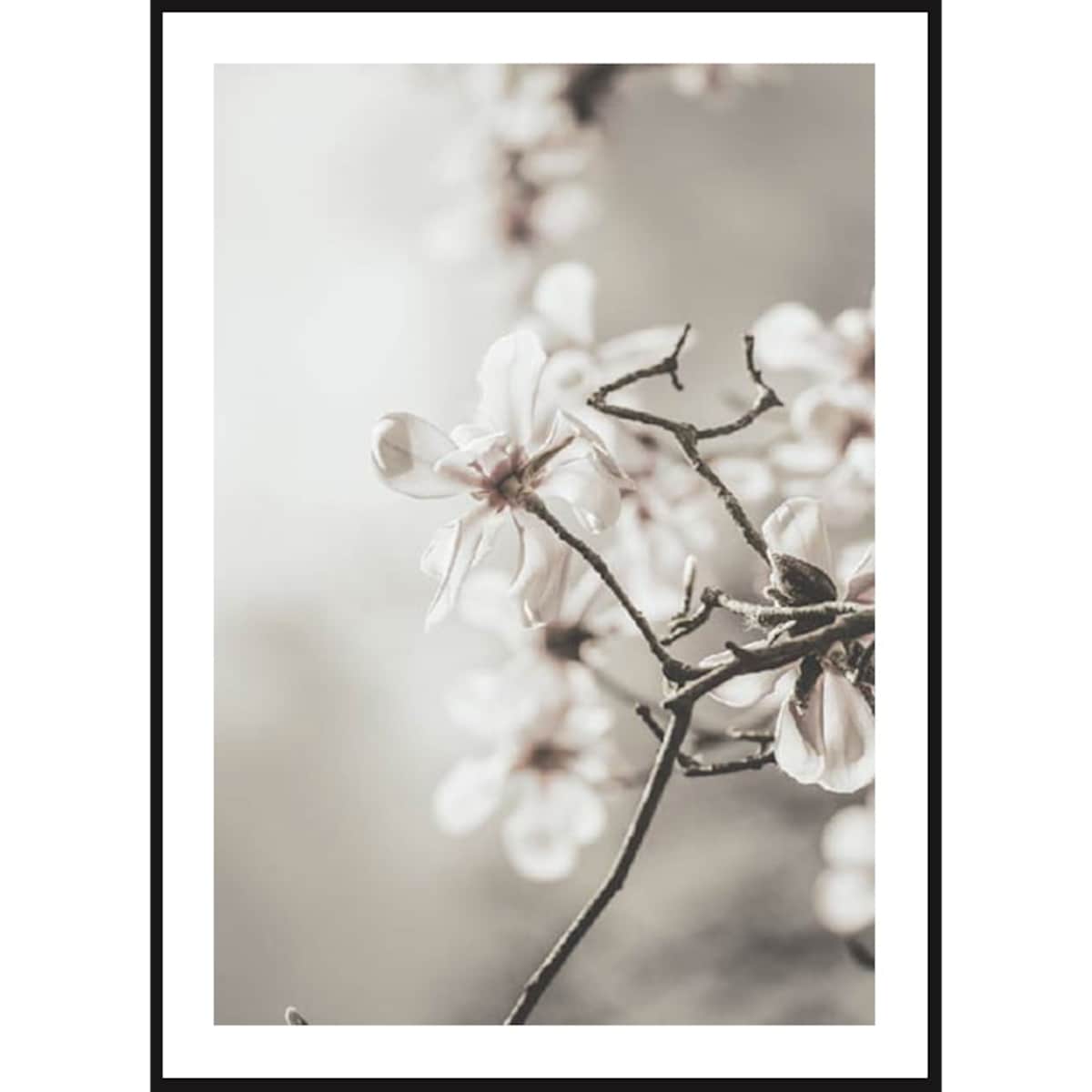 Poster Story, Plakat, Obraz - Białe Magnolie, wymiary 70 x 100 cm