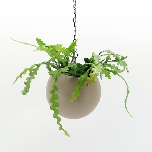 Roślina wisząca XXL - Epiphyllum doniczka 25cm wysokość 35cm