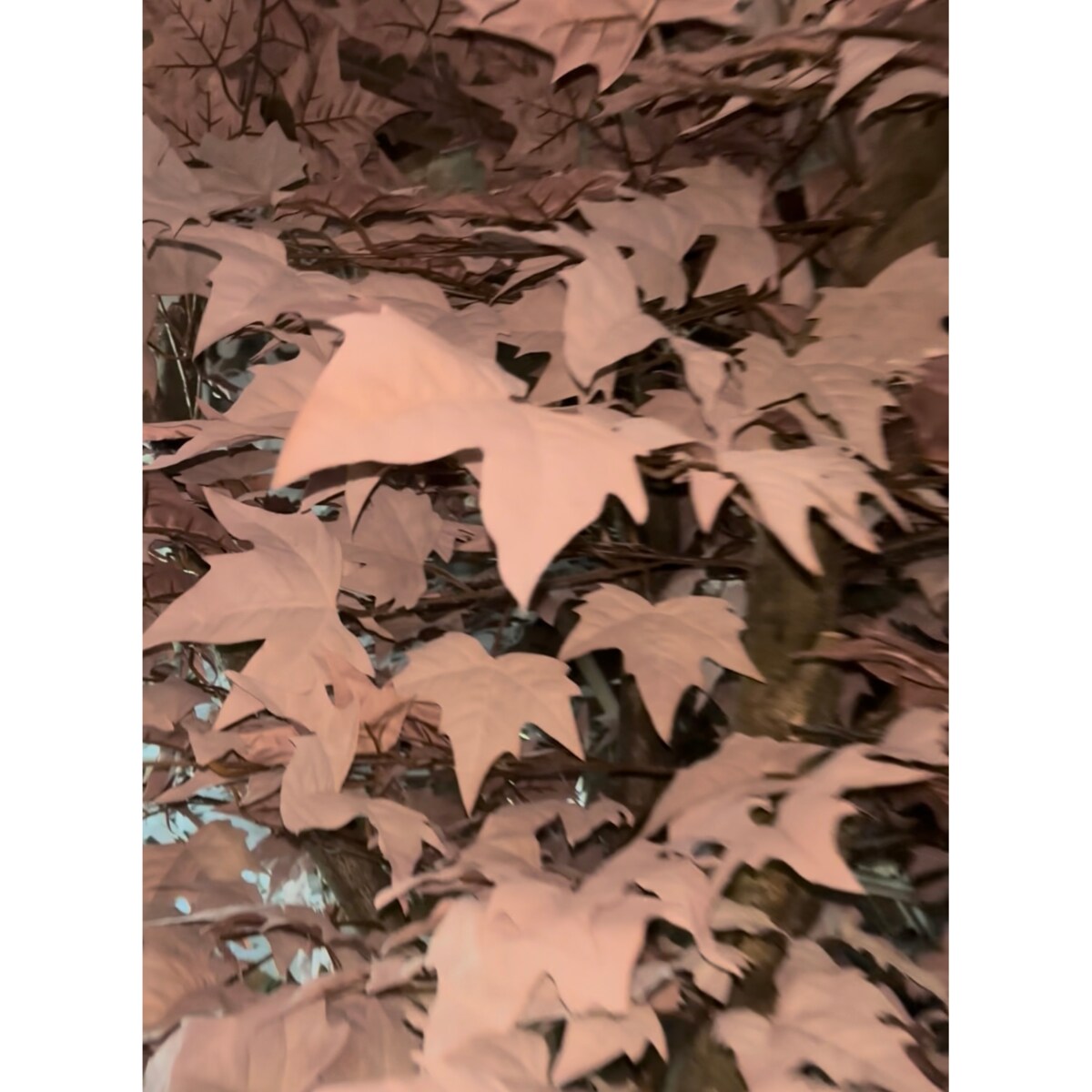 Drzewo klon w kolorze kawy z mlekiem 200 cm na naturalnym pniu