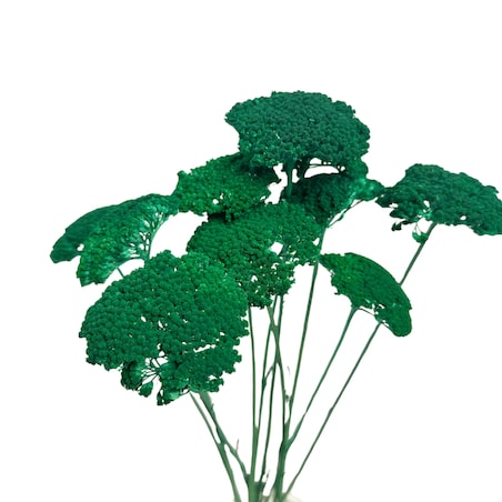 Krwawnik suszony petrol (Achillea) - suszone kwiaty