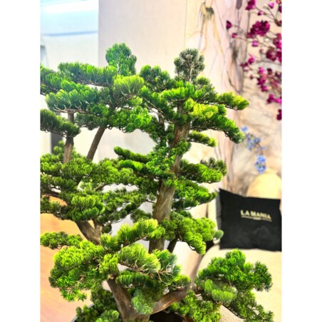 Bonsai na naturalnym pniu 120cm