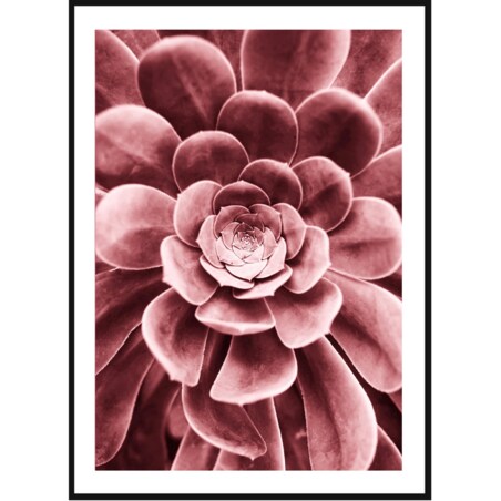 Poster Story, Plakat, Obraz - Różowy Sukulent, wymiary 42 x 60 cm