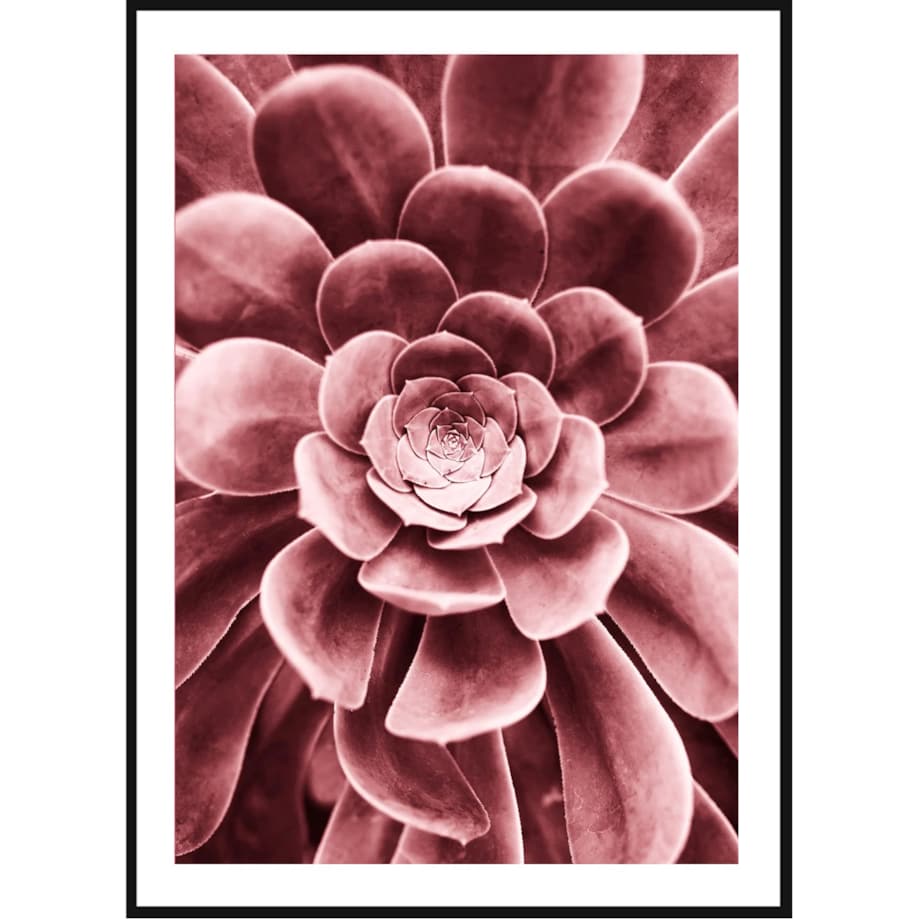 Poster Story, Plakat, Obraz - Różowy Sukulent, wymiary 42 x 60 cm