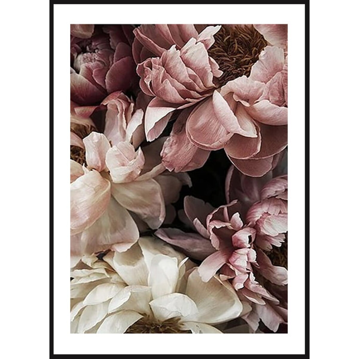 Poster Story, Plakat, Obraz - Piwonie Białe i Pudrowe w Rozkwicie No3, wymiary 50 x 70 cm