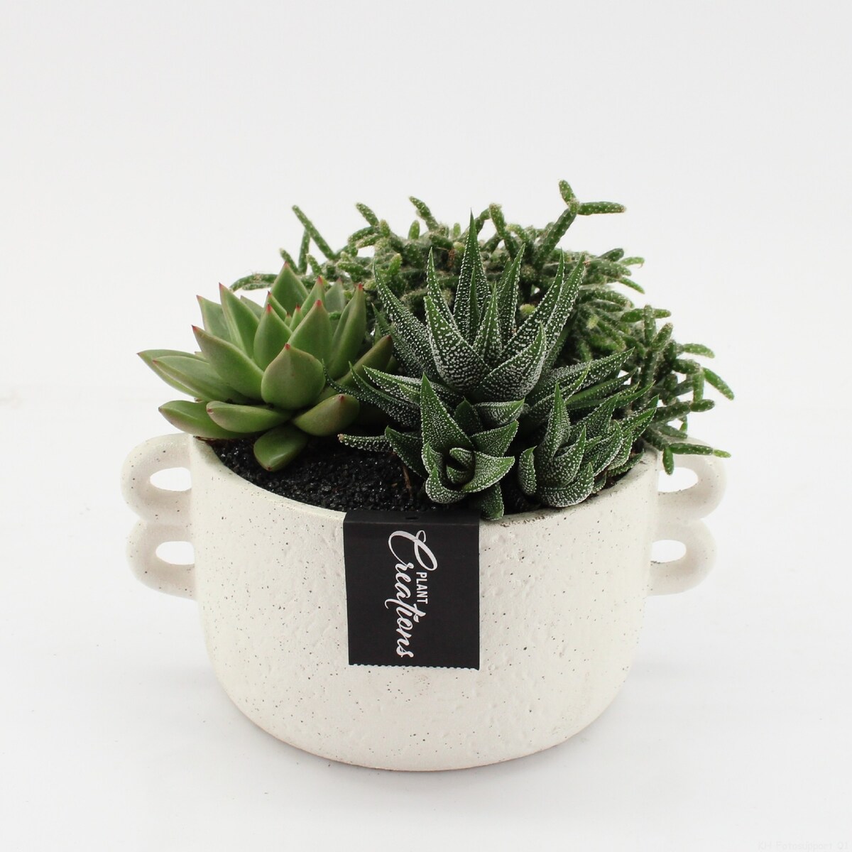 Kompozycja mix roślin w ceramicznej doniczce 20cm wysokość 20cm