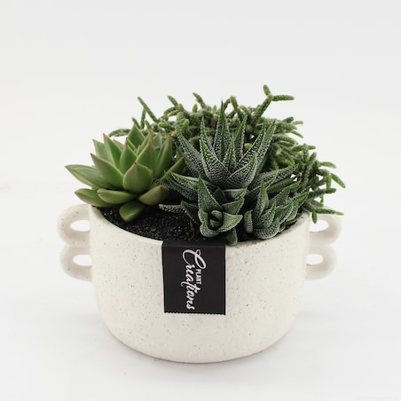 Kompozycja mix roślin w ceramicznej doniczce 20cm wysokość 20cm