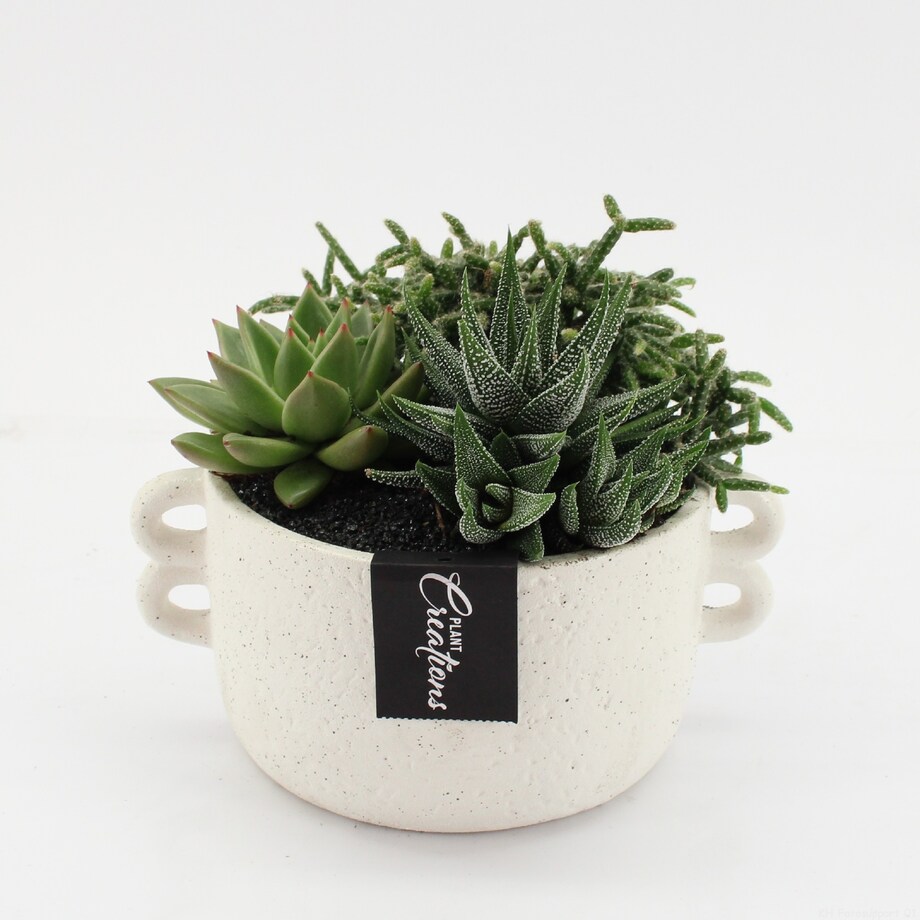 Kompozycja mix roślin w ceramicznej doniczce 20cm wysokość 20cm