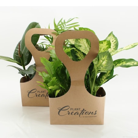 Mix 2 losowych roślin z Eco Tas gratis – doniczka Ø 12 cm – wysokość 40 cm