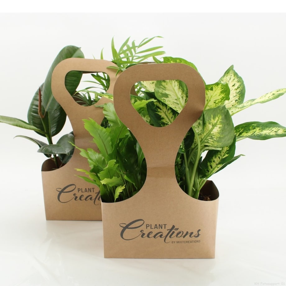 Mix 2 losowych roślin z Eco Tas gratis – doniczka Ø 12 cm – wysokość 40 cm