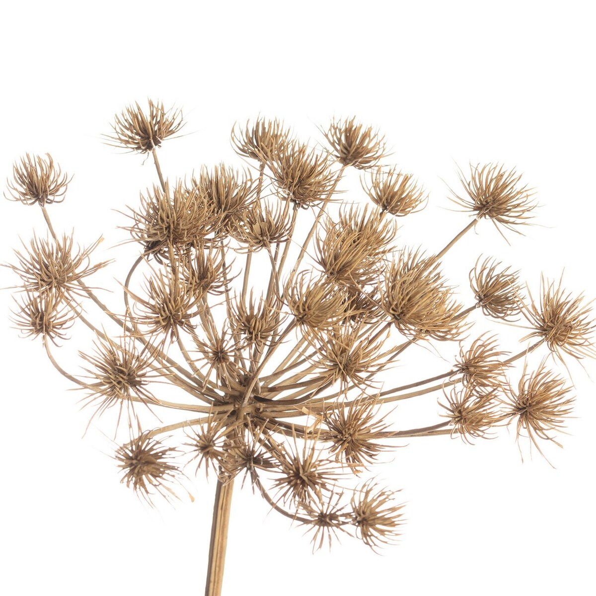 Gałązka Heracleum 125cm, 20 x 20 x 125 cm