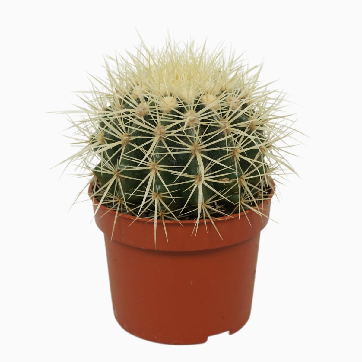Echinocactus grusonii | Doniczka Ø 10,5 cm | Wysokość ok. 14 cm