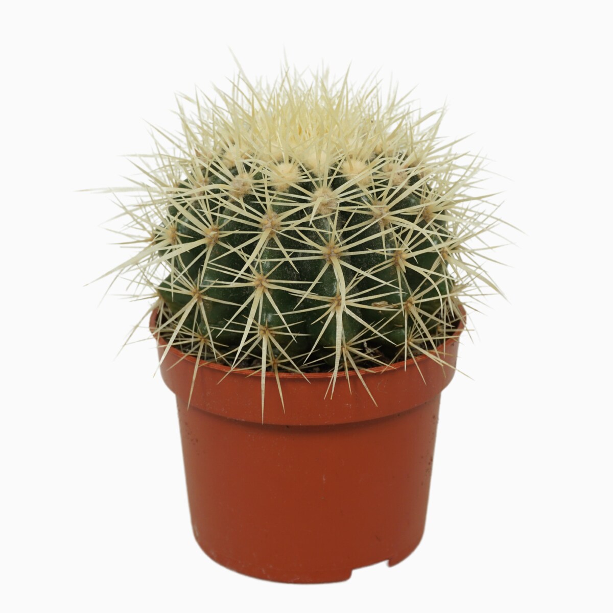 Echinocactus grusonii | Doniczka Ø 10,5 cm | Wysokość ok. 14 cm