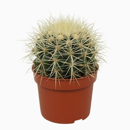Echinocactus grusonii | Doniczka Ø 10,5 cm | Wysokość ok. 14 cm