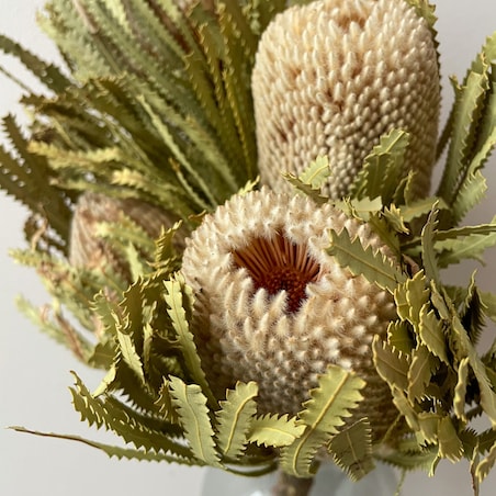 Suszona Banksja Hookerana Naturalna