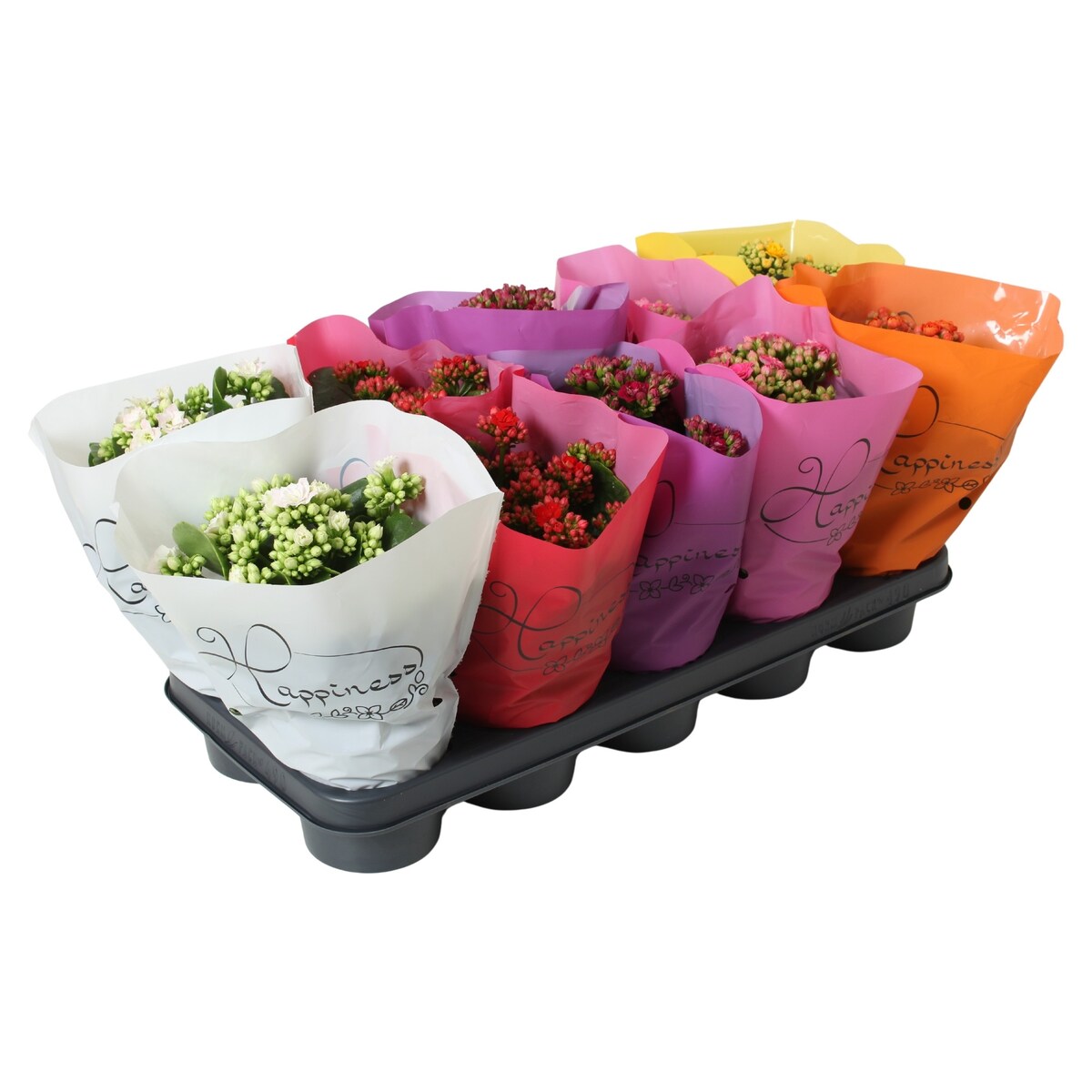 Kalanchoe blossfeldiana Happiness-mix 10 roślin Ø 12cm wysokość 24cm