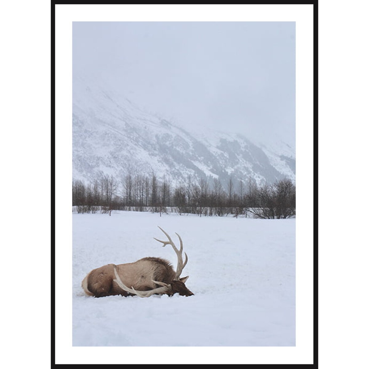 Poster Story, Plakat, Obraz - Renifer Leżący w Śniegu, wymiary 42 x 60 cm