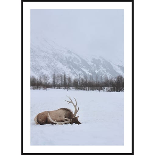 Poster Story, Plakat, Obraz - Renifer Leżący w Śniegu, wymiary 42 x 60 cm