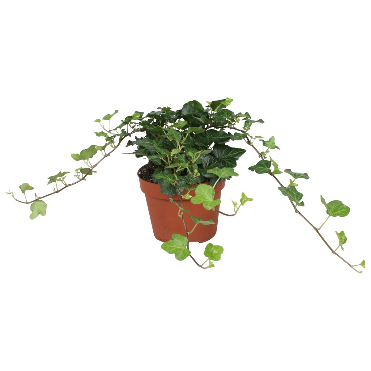 BLUSZCZ POSPOLITY| Hedera Wonder doniczka 13cm wysokość 20cm