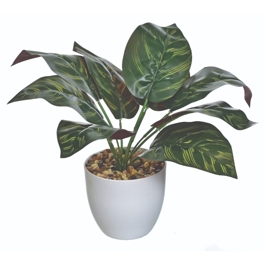 Kaladium Sztuczne W Doniczce