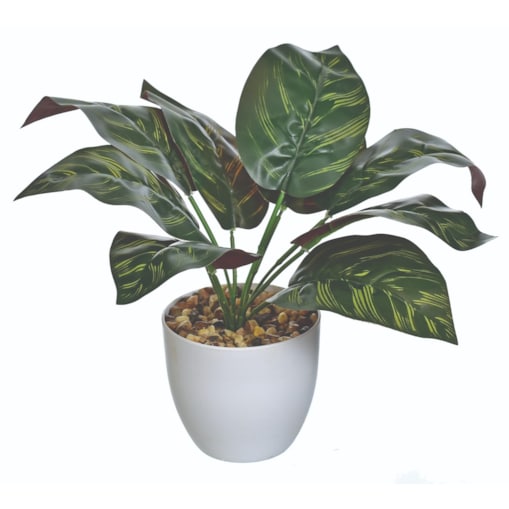 Kaladium Sztuczne W Doniczce