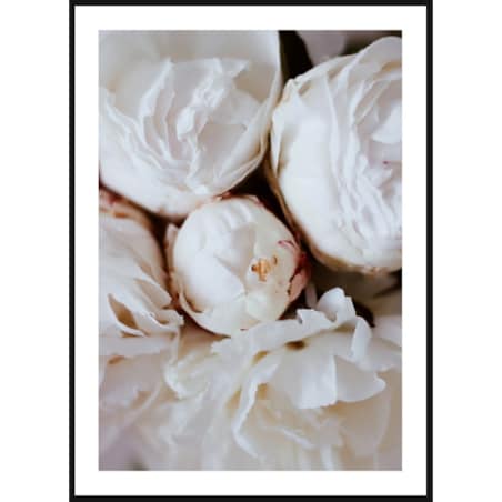 Poster Story, Plakat, Obraz - Białe Piwonie, wymiary 30 x 42 cm