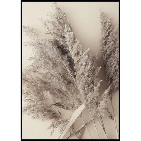 plakat trawa pampasowa beż 70x100 cm