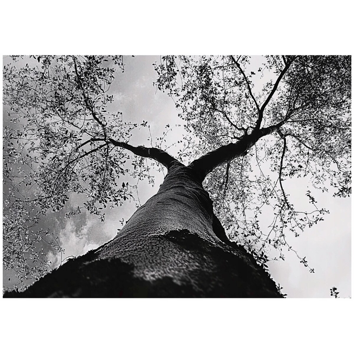 Fototapeta Do Sypialni Salonu Na Flizelinie Drzewo Natura Czarno biały 250x175