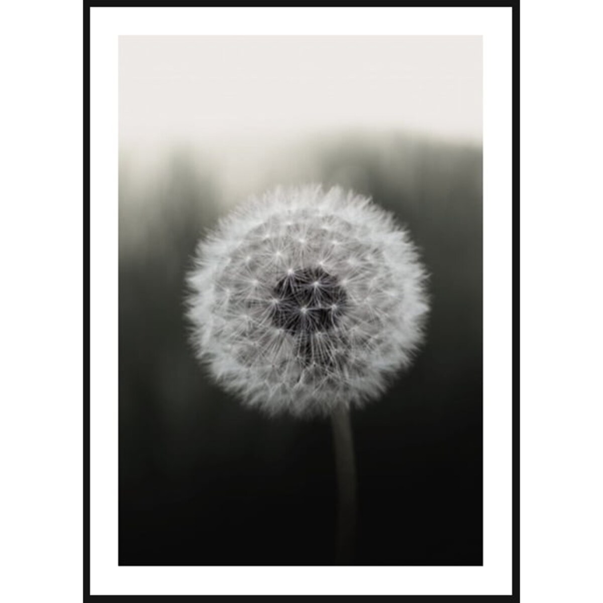 Poster Story, Plakat, Obraz - Dmuchawiec na Czarnym Tle, wymiary 30 x 42 cm