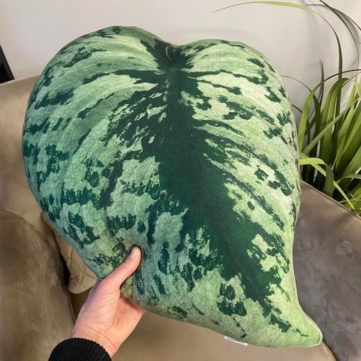 Poduszka liść Scindapsus Pstry Exotica