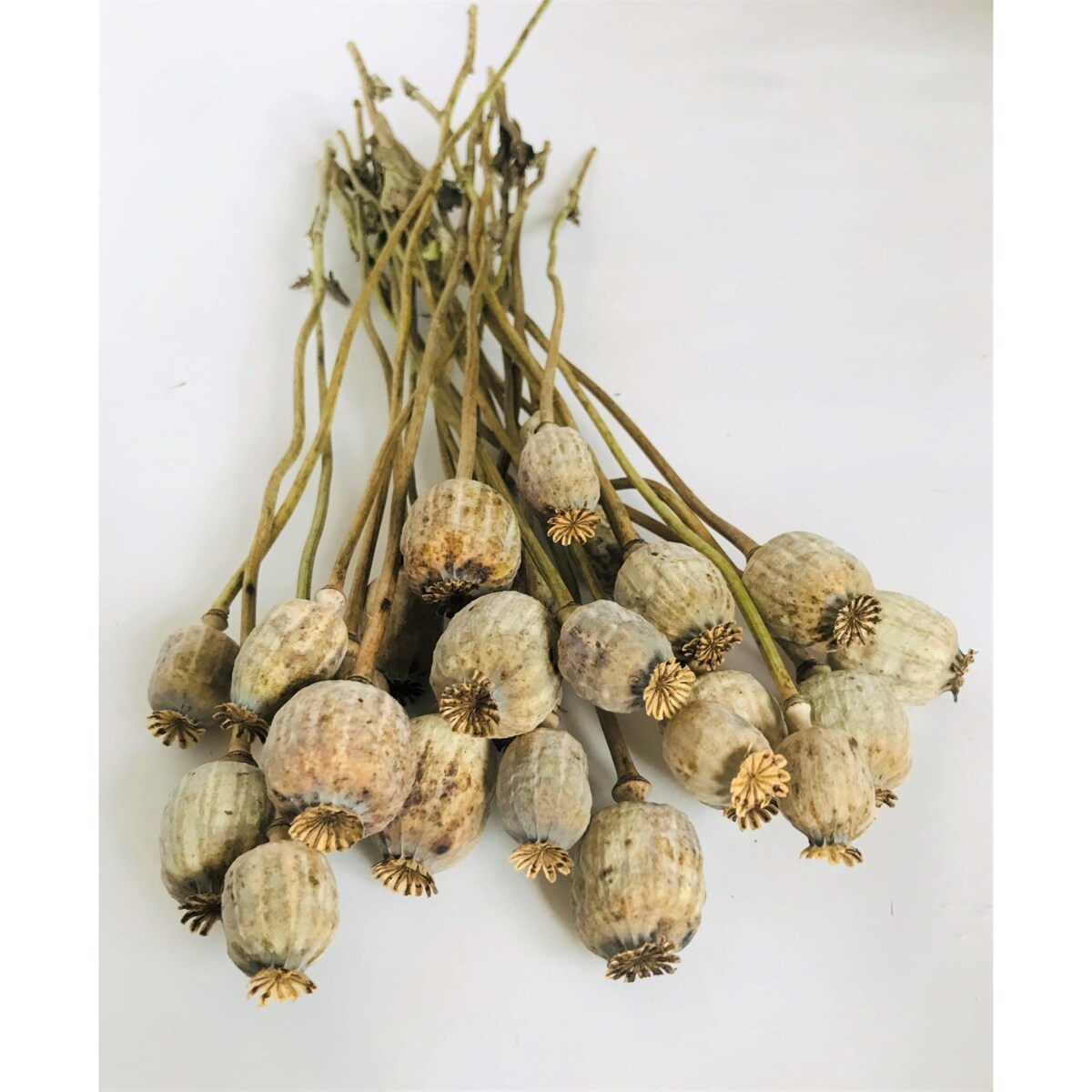 Suszone Makówki 10 szt.