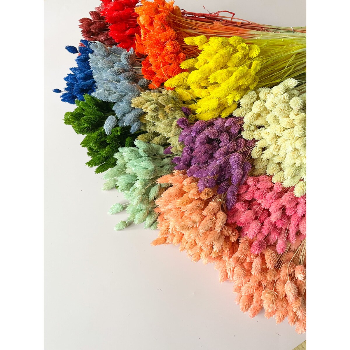 Phalaris Suszony Naturalny