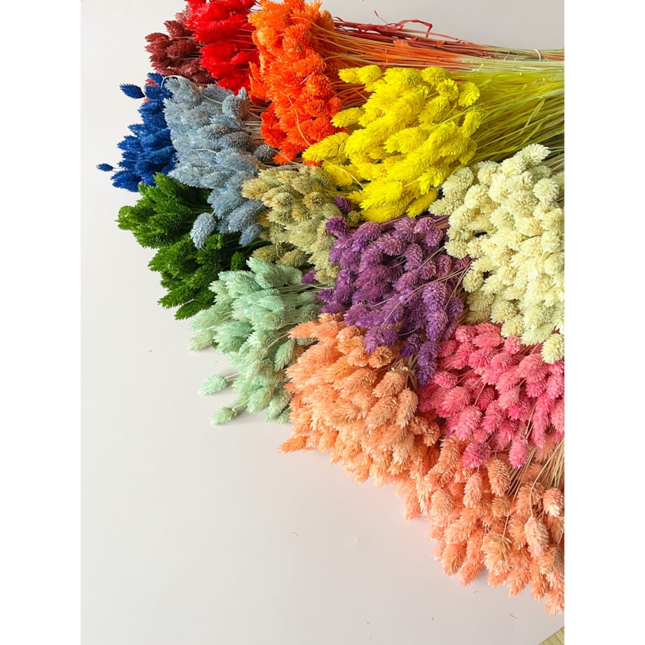 Phalaris Suszony Naturalny