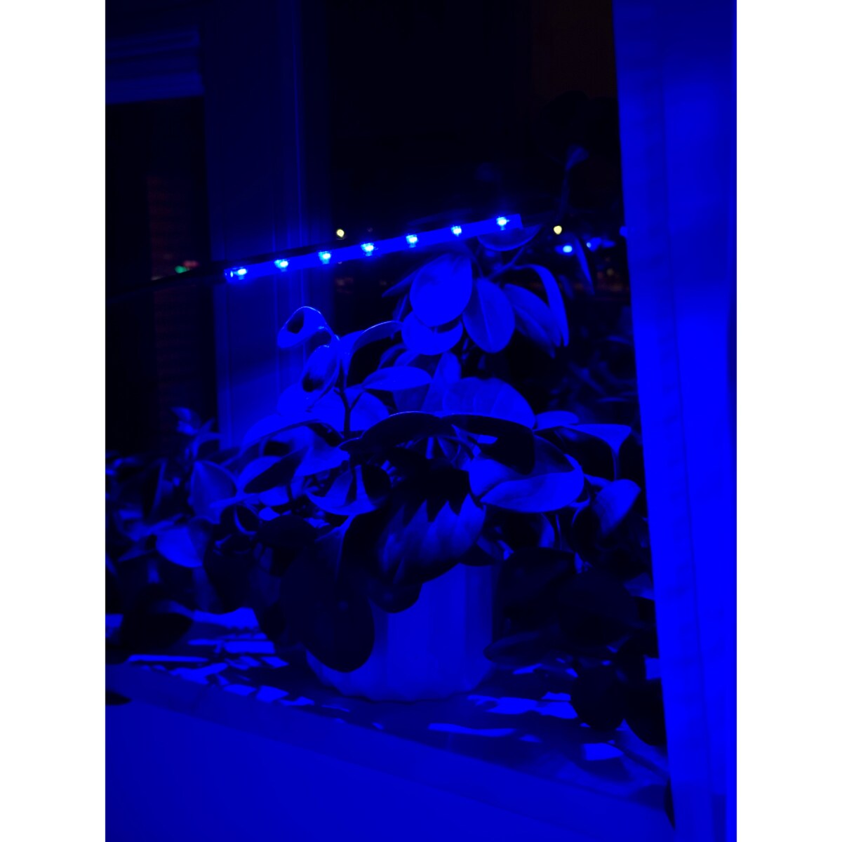 Lampa Led Do Wzrostu Roślin 20 Diod Timer 9 W Uprawa Roślin Do Domu Bez Zasilacza Sieciowego