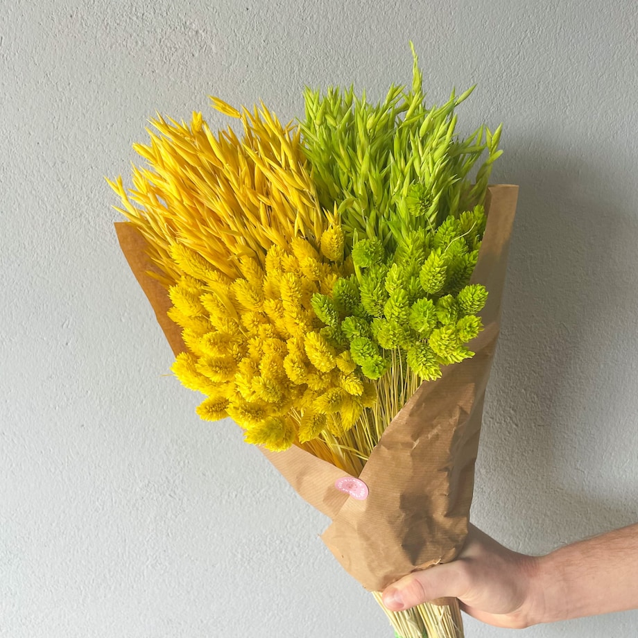 Phalaris Suszony Żółty