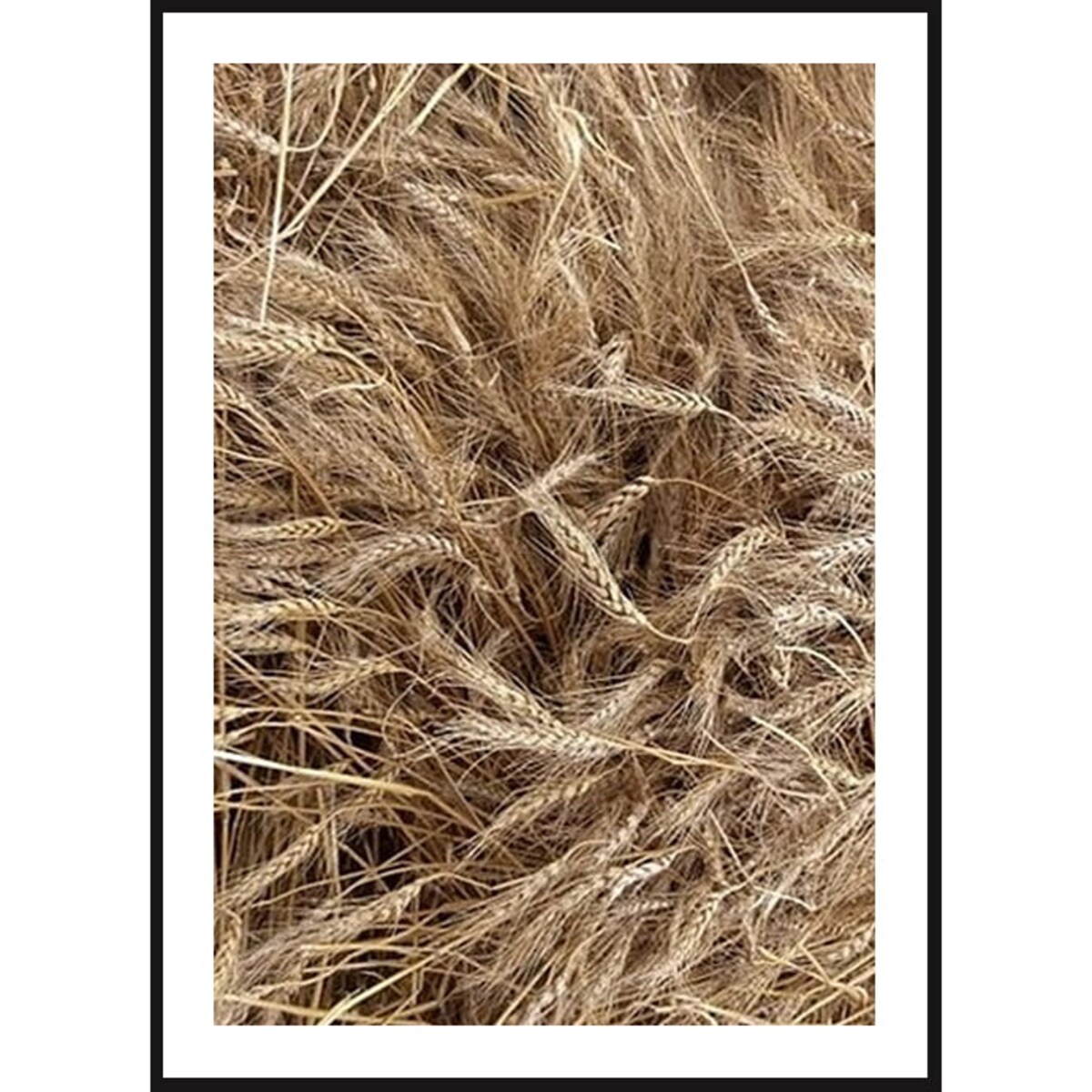Poster Story, Plakat, Obraz - Kłosy Pszenicy, wymiary 70 x 100 cm