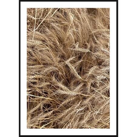 Poster Story, Plakat, Obraz - Kłosy Pszenicy, wymiary 70 x 100 cm