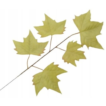 LIŚĆ PIK dodatek do bukietu stroika JASNY ZIELONY kompozycja gałązka klonu