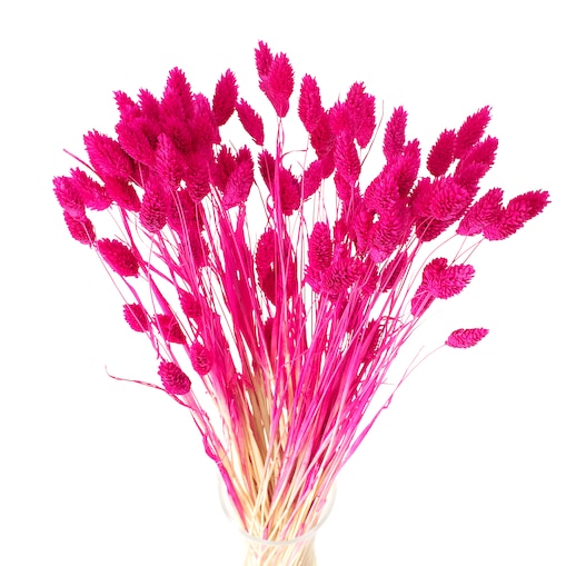 Suszony phalaris fuksja - trawa ozdobna