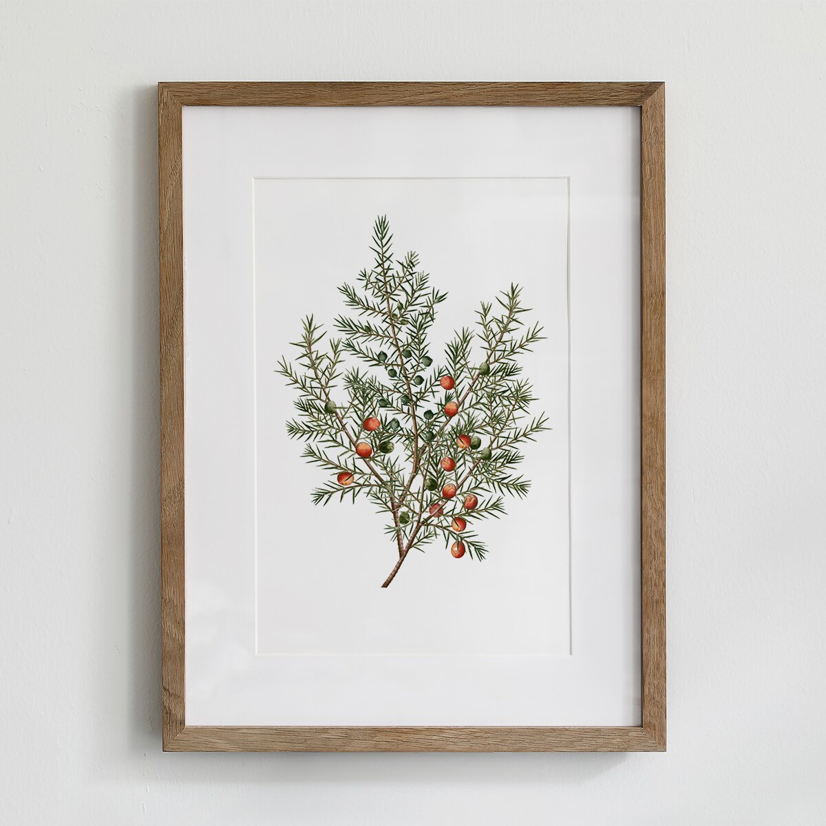 Plakat Jałowiec 21x30cm