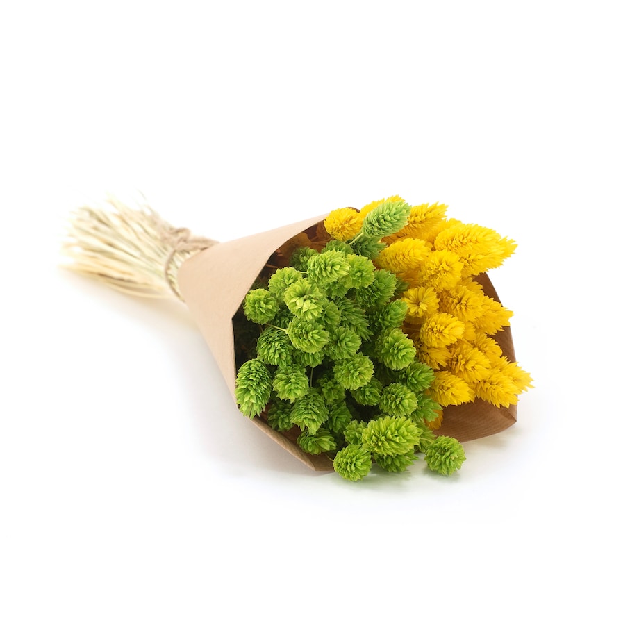 Zestaw duo suszonych traw phalaris jasnozielony & phalaris żółty