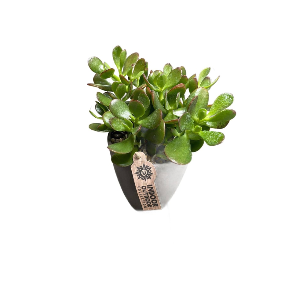 Crassula Minor| Uszy Shreka | Grubosz – Ø 13cm – wysokość 22,5cm
