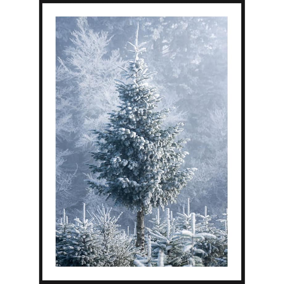 Poster Story, Plakat, Obraz - Żywa Choinka, wymiary 50 x 70 cm