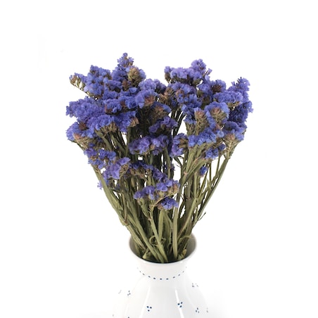 Suszony Zatrwian Niebieski