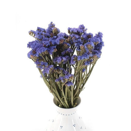 Suszony Zatrwian Niebieski