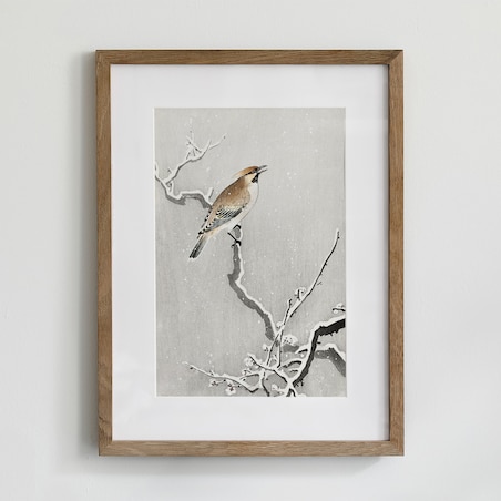 Plakat Jemiołuszka Na Śnieżnej Gałęzi 30x40cm