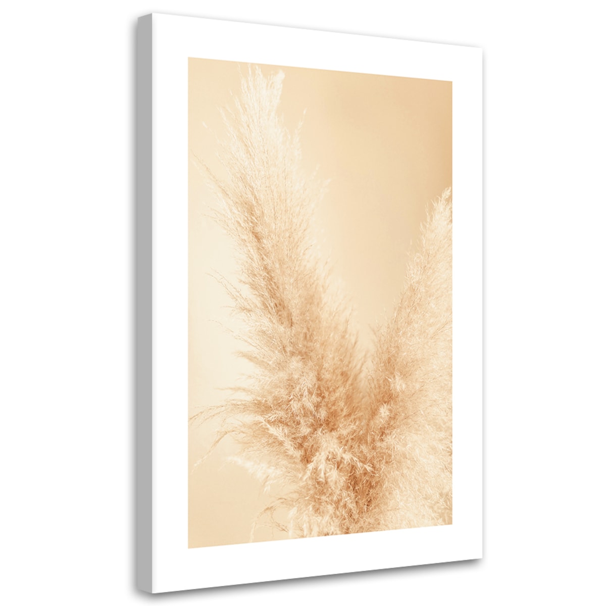 Obraz na płótnie, Trawa pampasowa w przybliżeniu