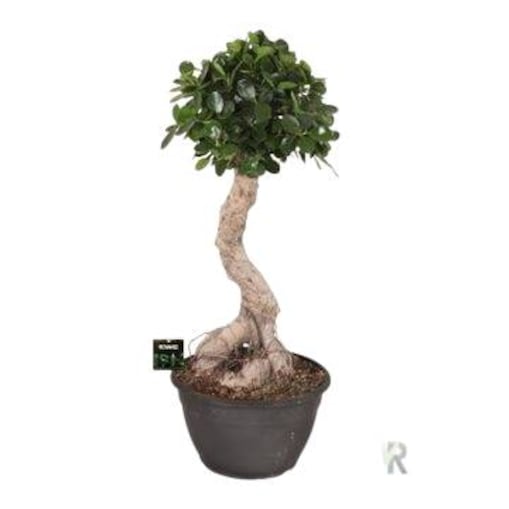 Ficus micr. Panda Mega bonsai XXL doniczka 30cm wysokość 85cm