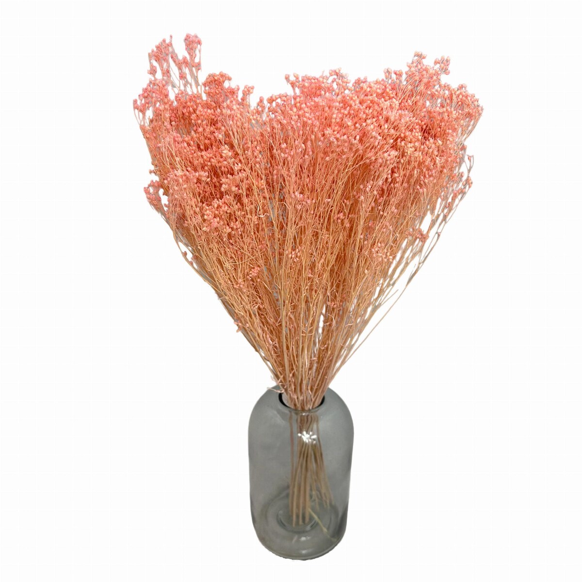 Broom Bloom - Suszony Żarnowiec Jasnoróżowy