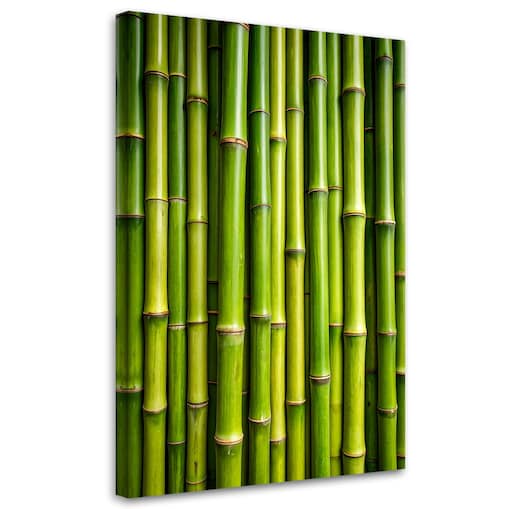 Obraz do salonu biura kuchni, Zielony bambus rośliny 40x60