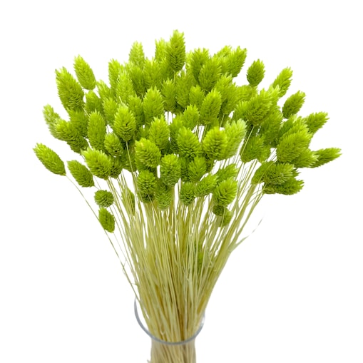 Phalaris Suszony Jasnozielony